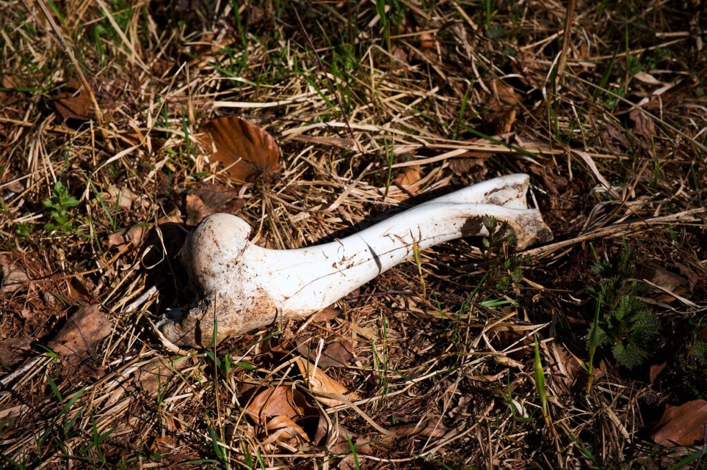 Allarme ossa cotte: ecco perché non devi darle al tuo cane